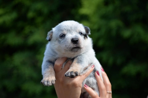 HOLY - female - 3 weeks old